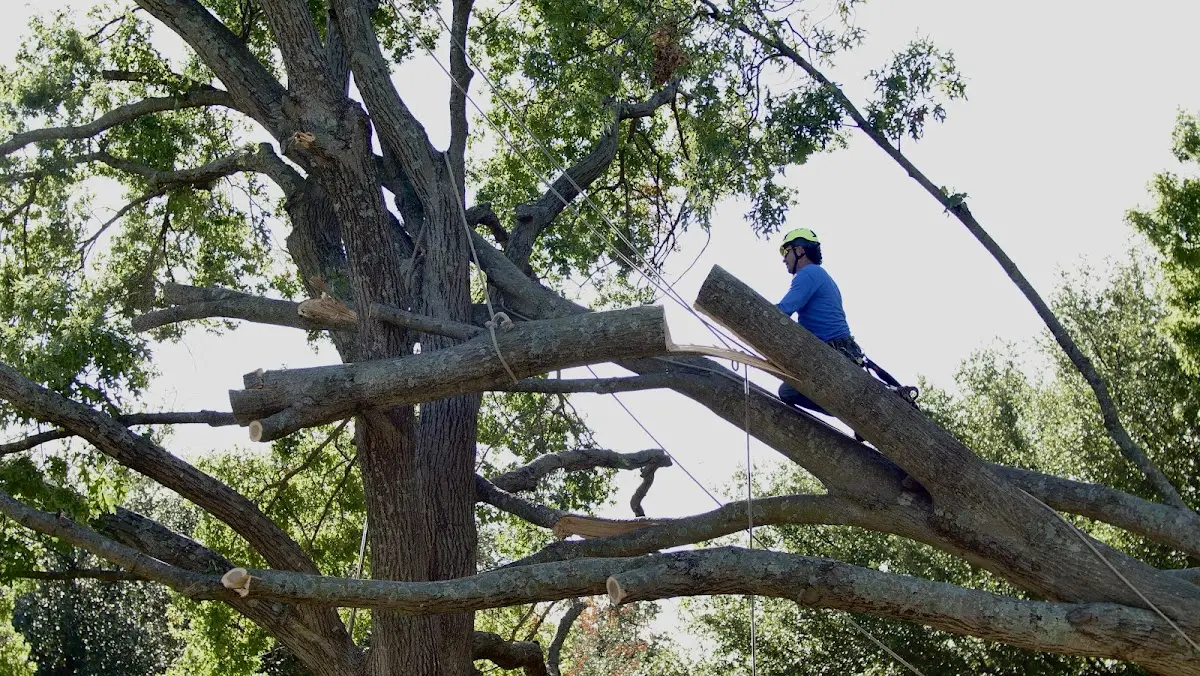 Professional Crown Thinning performed by certified arborists in Ludington